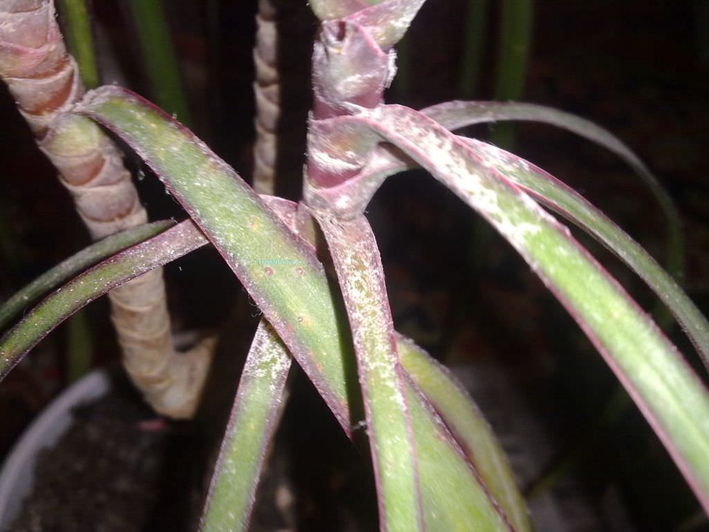 Изредка ложные пальмы, особенно выращиваемые в условиях комнатного цветоводства, повреждаются мучнистым червецом