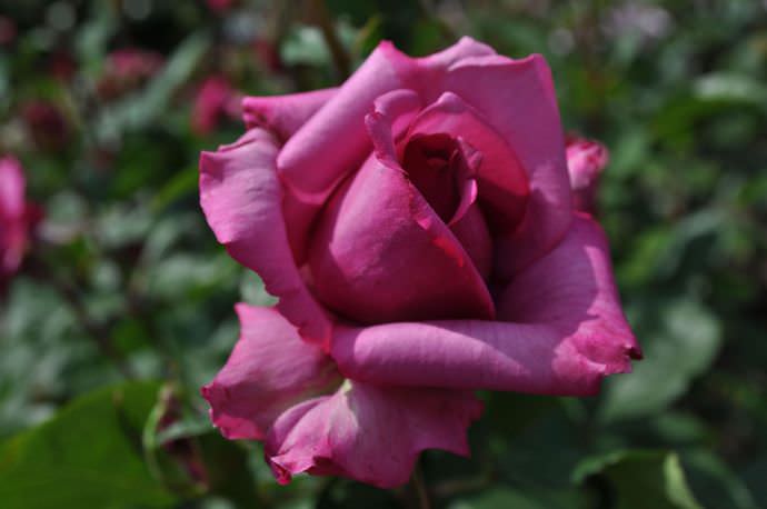 Розу принято относить к растениям прихотливым, нуждающимся в почвах с достаточным количеством питательных элементов и влаги