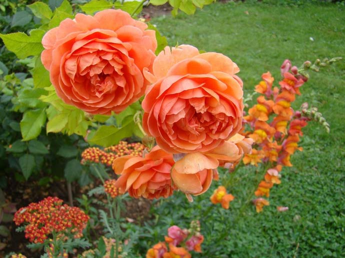 Пионовидные розы широко используются при озеленении садов и парков самых разных стилей
