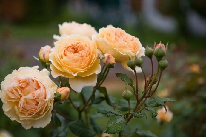 Розы Дэвида Остина имеют очень высокие декоративные качества и отличаются своей неприхотливостью
