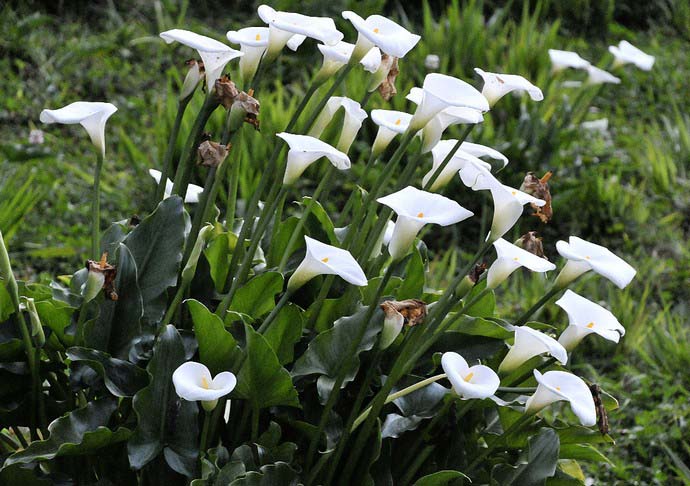 Белые каллы предпочитают расти в условиях повышенной влажности воздуха – до 80%