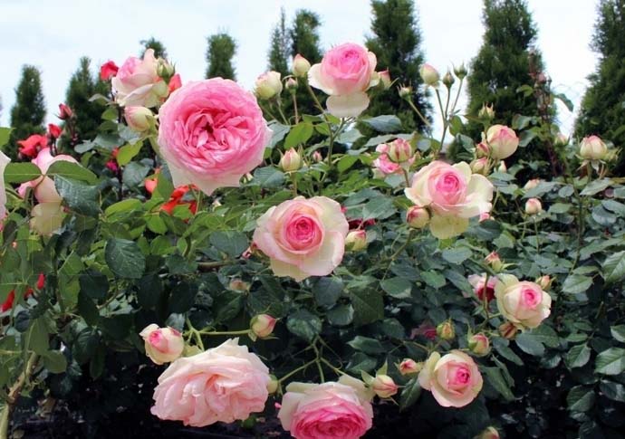 Сорт Пьер де Ронсар отличается склонностью к пониканию ветвей под тяжестью соцветий, благодаря чему розовые кусты выглядят очень декоративно