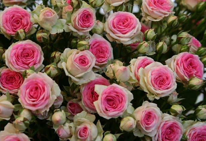 Плетистая роза Пьер де Ронсар дает крупные соцветия, состоящие из множества махровых бутонов нежно-розового цвета