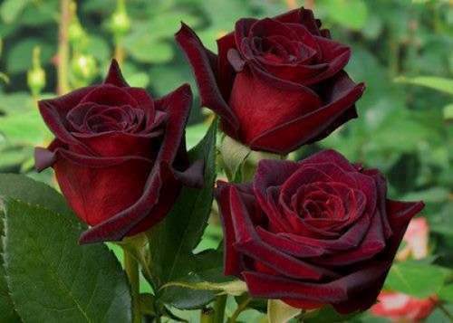 Роза Блэк Баккара – популярный во многих странах сорт