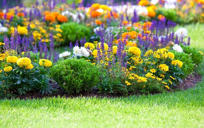 При планировании цветников нужно помнить, какие растения лучше всего сочетаются друг с другом и пригодны для выращивания в городских и загородных условиях
