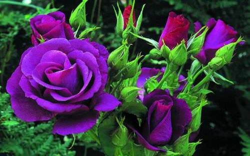 Фиолетовые розы очень востребованы у цветоводов-любителей