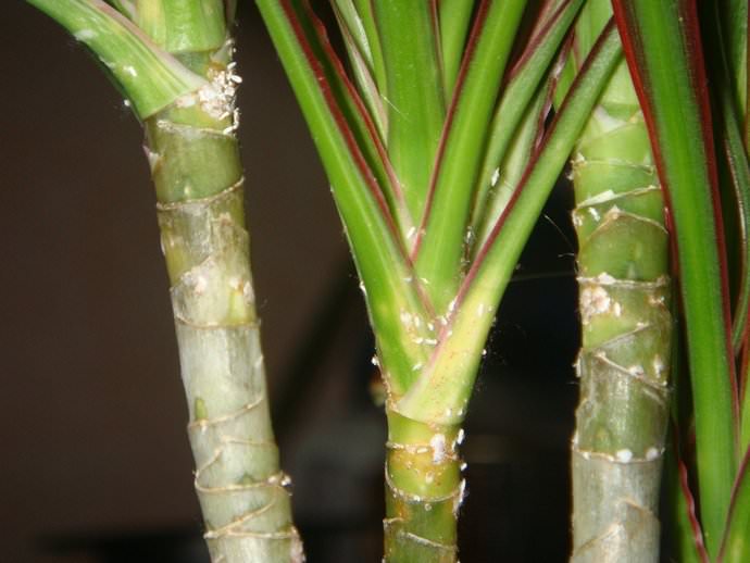 Проблема поражения трипсами также заключается в способности растительного паразита переносить некоторые вирусы, опасные для ложной пальмы