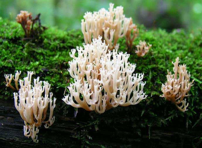 Наиболее часто гриб оленьи рожки вырастает на стволах, ветвях и в дуплах лиственных деревьев, а также на пнях