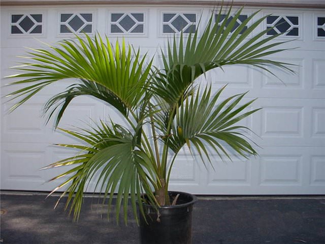Вазон с пальмой лучше всего устанавливать в тёплых помещениях, вблизи окон южного направления