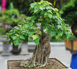 Фикус Священный – старейшее дерево среди подобных растений