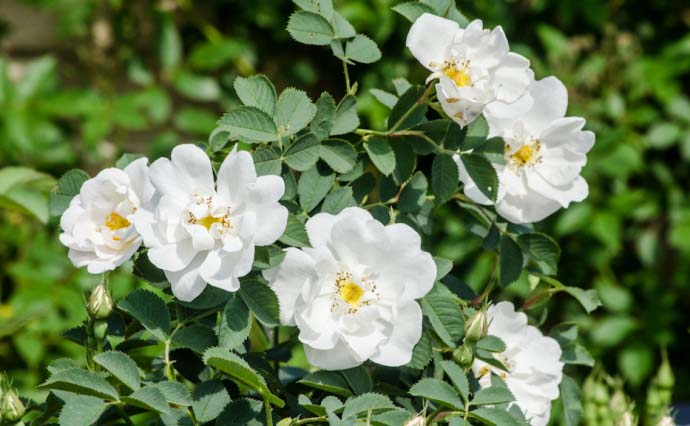 Сорт Rosa Rugosa Alba имеет довольно крупные плоские белые цветки с необычными золотистыми тычинками