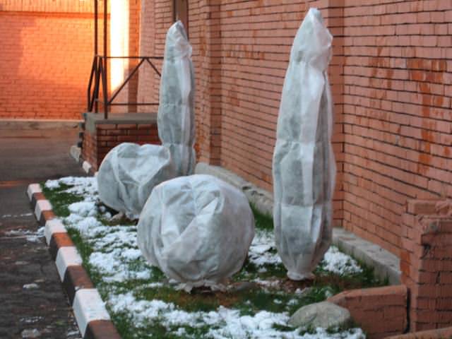 Снег можно сбить с растений при помощи доски или жерди, заранее обмотанной мягкой тканью