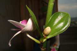 «Детки» орхидеи представляют собой отростки на стволе растения