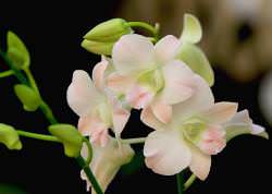 Цветы комнатной орхидеи мало кого могут оставить равнодушными