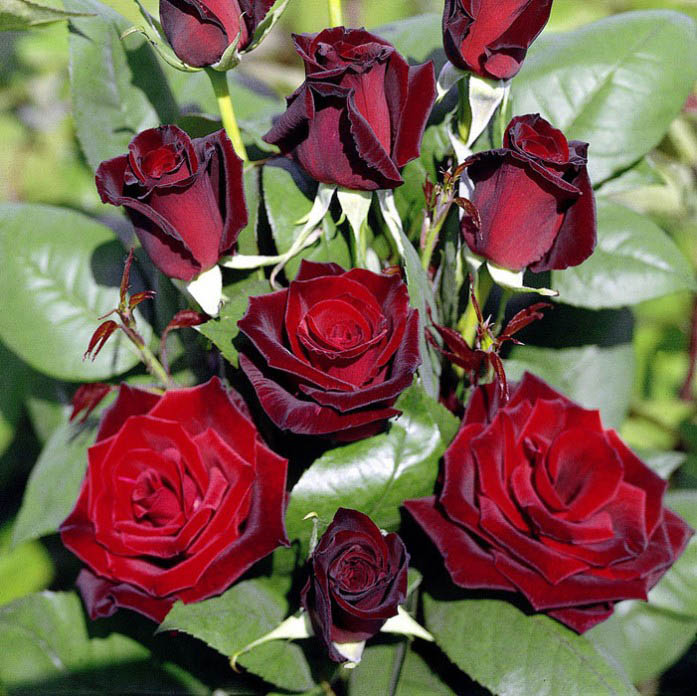 Чайно-гибридные розы присутствуют во многих цветниках и садах