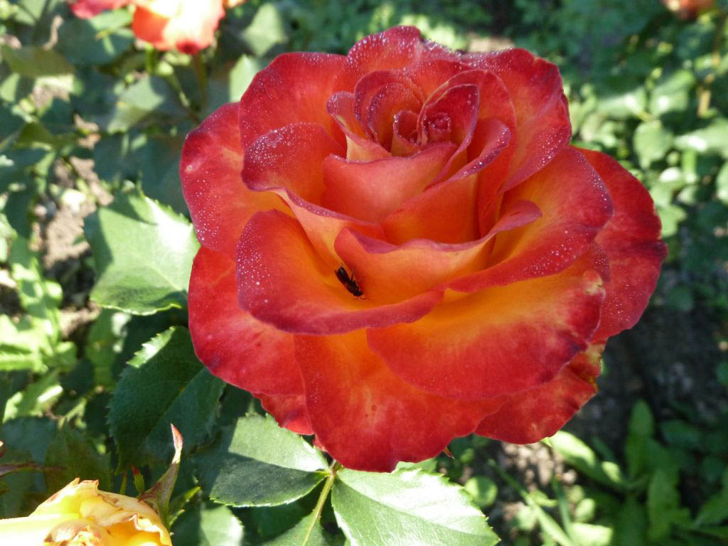 Выращивание гибридных роз интересно многим дачникам