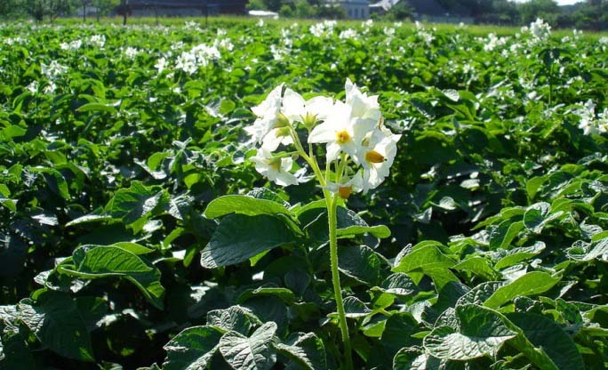В начале активной вегетации может наблюдаться обильное разрастание картофельной ботвы, но с незначительным количеством цветков