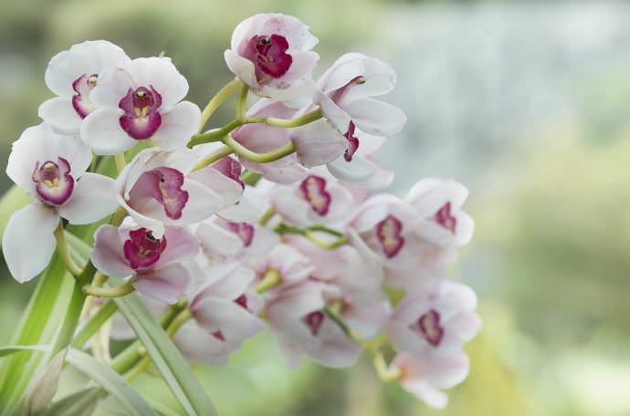 Белая или розовая орхидея в букете означает символ любви, а также утончённости и преданности