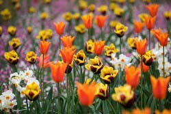 Тюльпаны и нарциссы являются популярными цветущими растениями