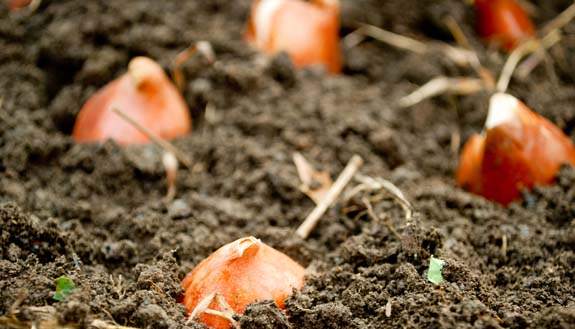 Лучшим типом почвы для тюльпанов является окультуренный, богатый перегноем вид супеси и суглинка с нейтральной реакцией