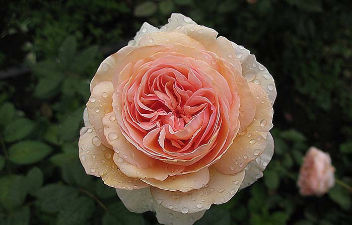 Английские розы поливать рекомендуется только когда верхний слой почвы на глубине 2-3 см окажется сухим