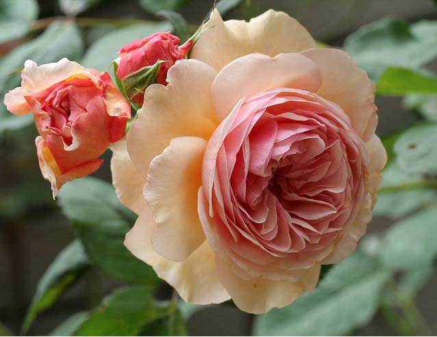 Главная особенность сортов английских роз – способность видоизменять форму и вид куста в зависимости от условий произрастания