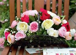 Английские розы – царственные бутоны в облаке аромата