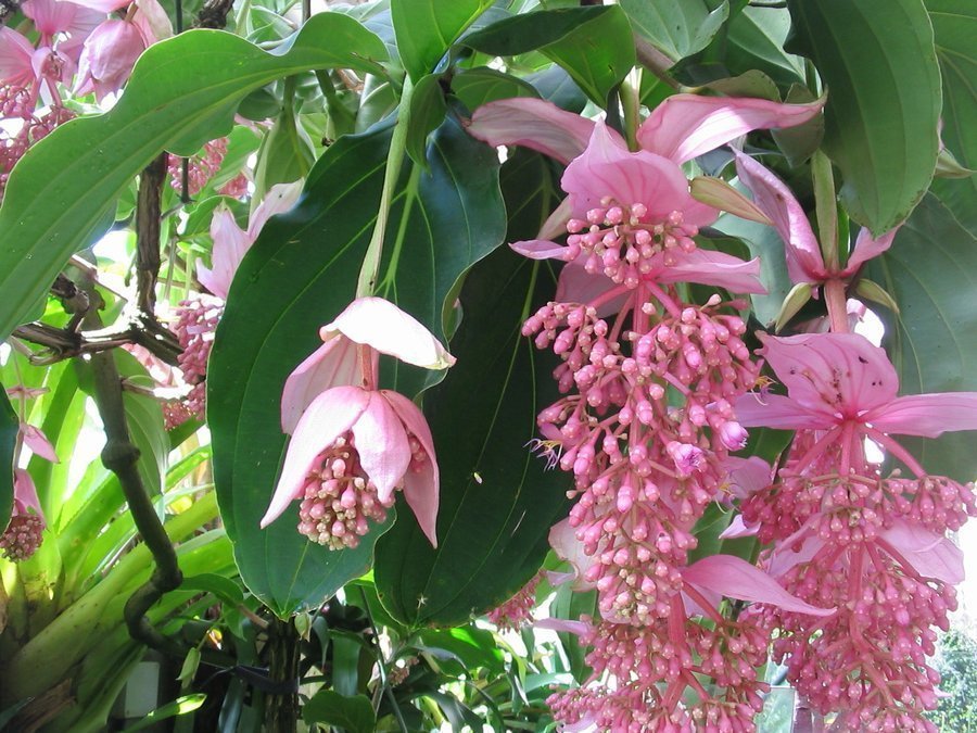 medinilla-foto-video-vidy-i-sorta-otzyvy-razmnozhenie-i-uhod-13