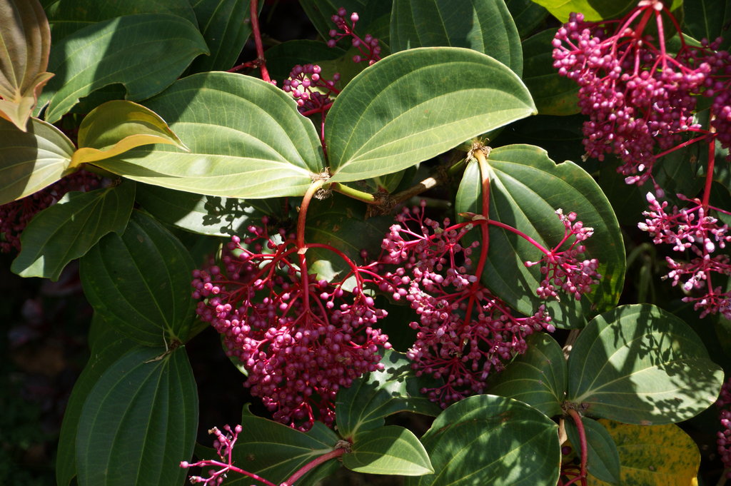 medinilla-foto-video-vidy-i-sorta-otzyvy-razmnozhenie-i-uhod-7