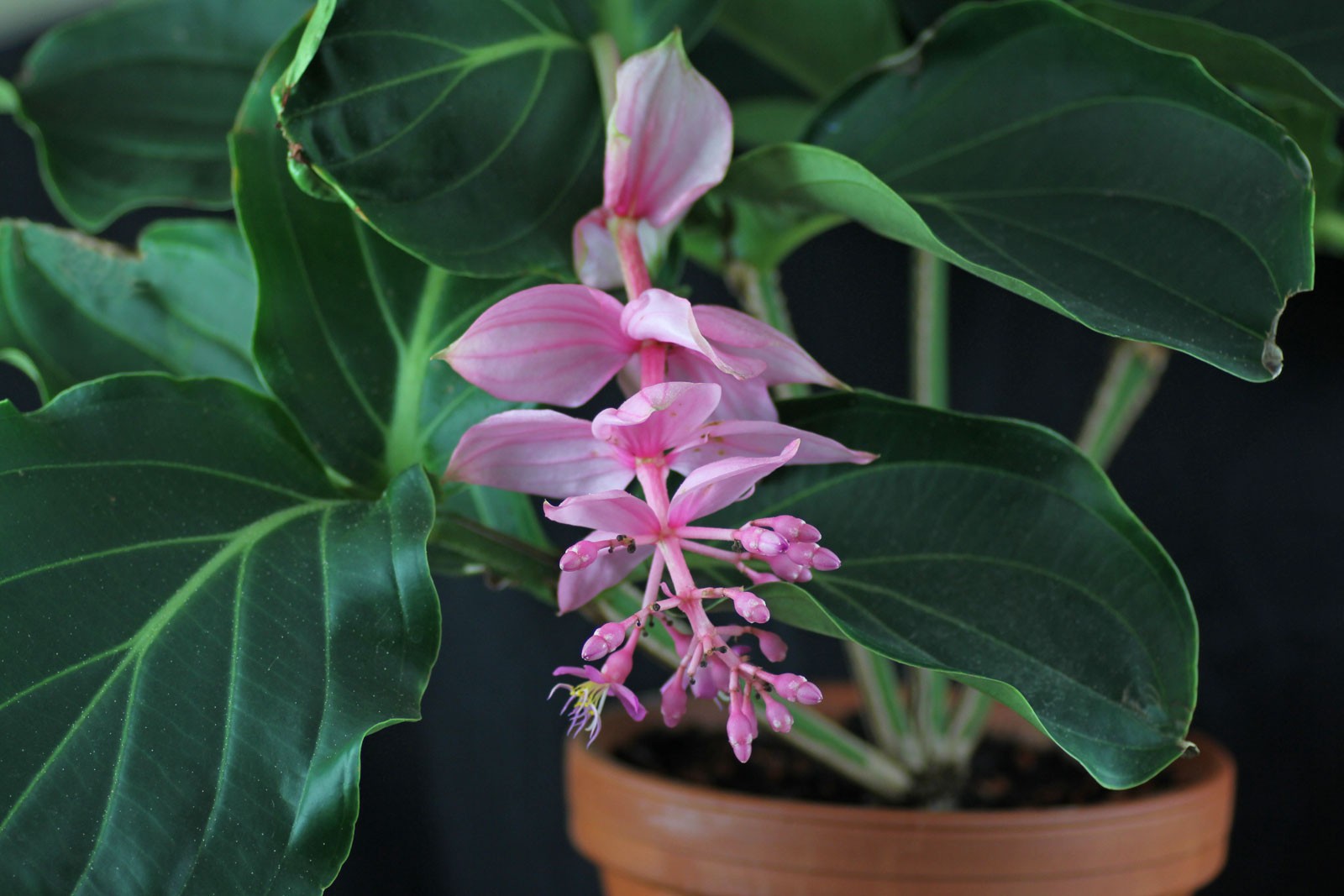 medinilla-foto-video-vidy-i-sorta-otzyvy-razmnozhenie-i-uhod-12