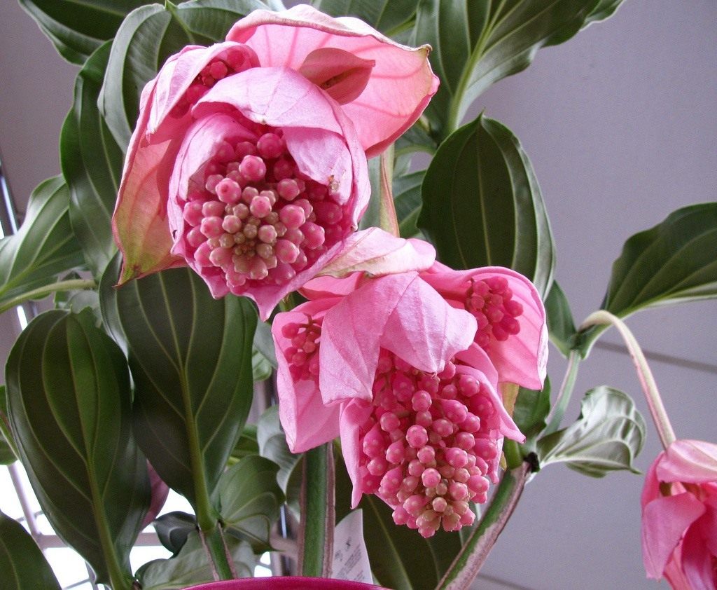 medinilla-foto-video-vidy-i-sorta-otzyvy-razmnozhenie-i-uhod-3