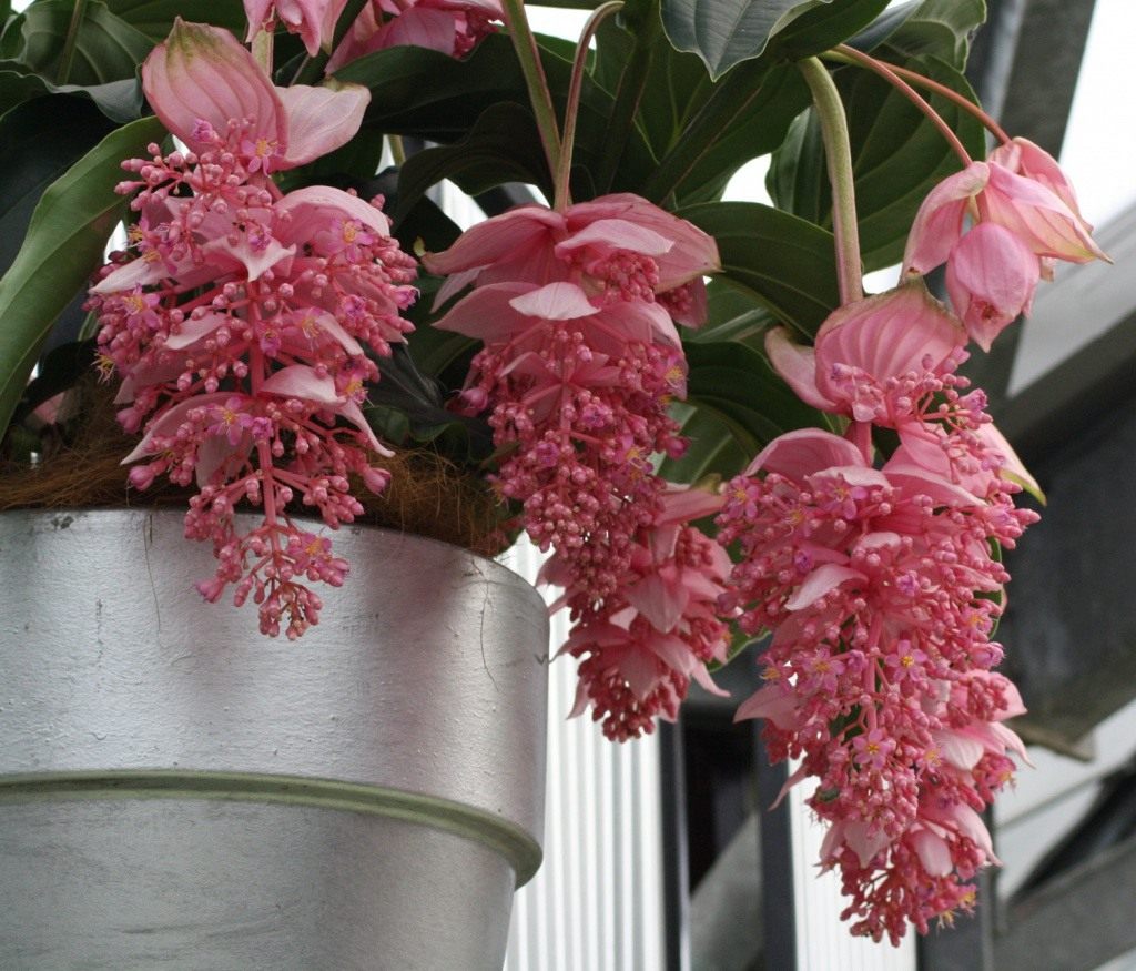 medinilla-foto-video-vidy-i-sorta-otzyvy-razmnozhenie-i-uhod-4