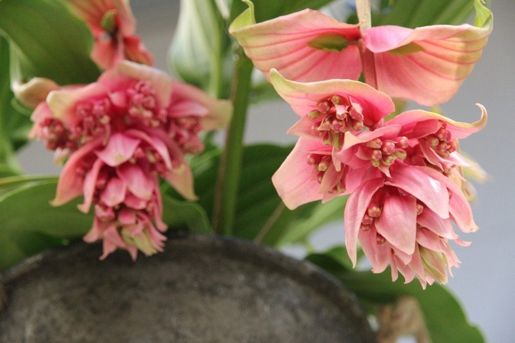 medinilla-foto-video-vidy-i-sorta-otzyvy-razmnozhenie-i-uhod-5