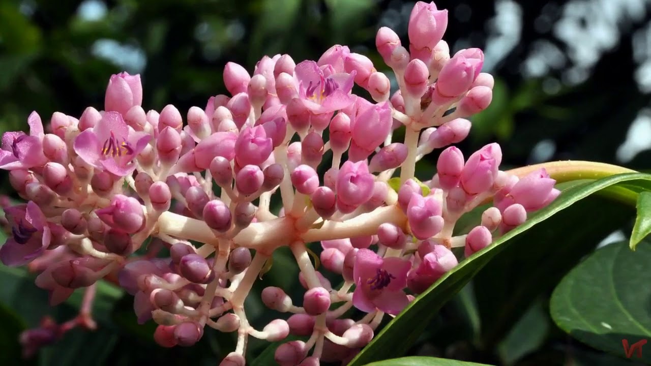 medinilla-foto-video-vidy-i-sorta-otzyvy-razmnozhenie-i-uhod-11