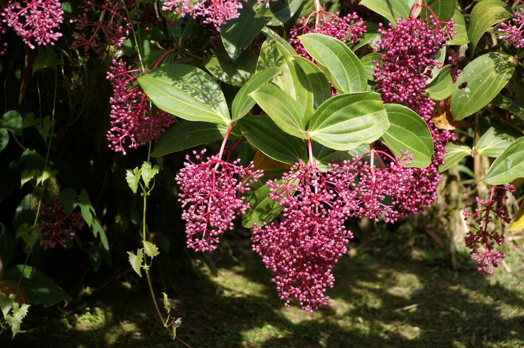 Яваника или Яванская (Javanensis).