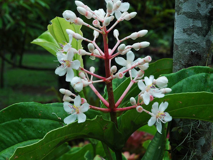 medinilla-foto-video-vidy-i-sorta-otzyvy-razmnozhenie-i-uhod-8