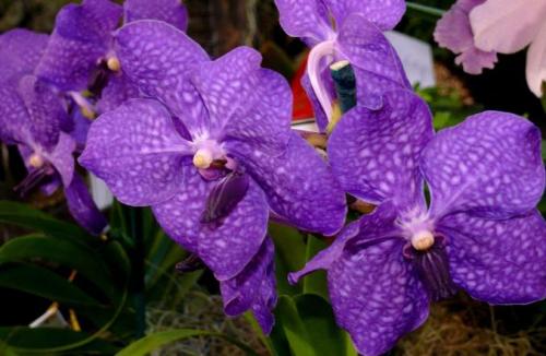 Ванда орхидея посадка и уход. Условия содержания Ванды