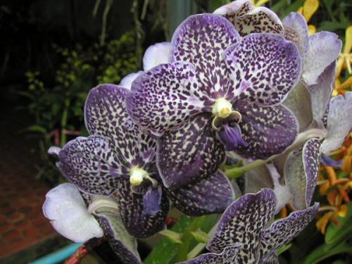 Уход в домашних условиях за орхидеей Ванда. Орхидея Ванда — описание вида