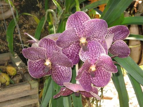 Орхидея Ванда в природе. Описание цветка