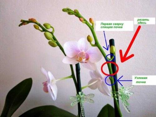 Орхидея уход в домашних условиях обрезка после цветения. Обрезка орхидеи после цветения в домашних условиях