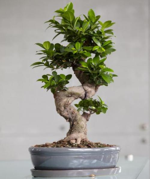 Уход за бонсай фикус в домашних условиях. Уход за фикусом бонсай