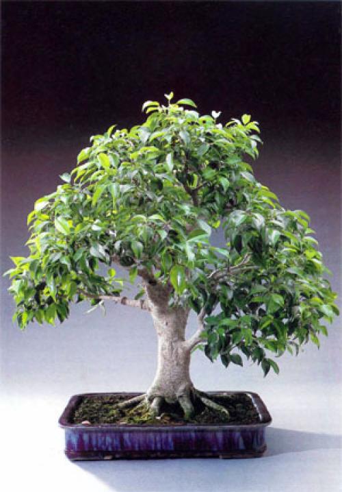 Уход за бонсай фикус в домашних условиях. Уход за фикусом бонсай