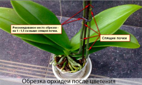 Орхидея уход после цветения. Как ухаживать за орхидеей в горшке после цветения — практические советы