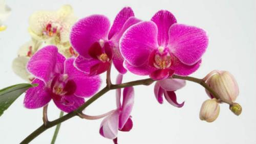 Орхидея уход после цветения. Как ухаживать за орхидеей в горшке после цветения — практические советы