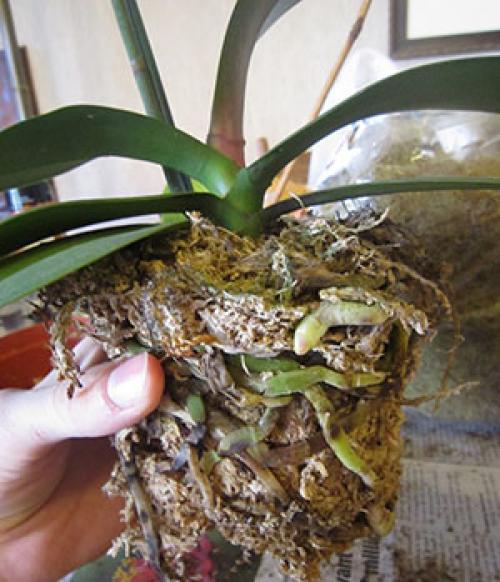 Пересадка орхидеи после цветения. Причины пересадки орхидеи