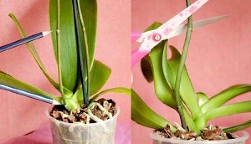 Как обрезать орхидею после цветения. 