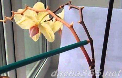 Можно ли обрезать орхидею во время цветения. Нужно ли обрезать орхидею после цветения