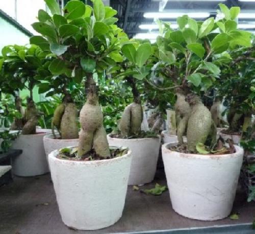 Бонсай фикус гинсенг уход в домашних условиях. Фикус гинсенг уход в домашних условиях