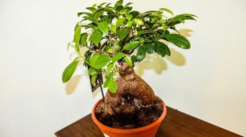 Бонсай фикус гинсенг уход в домашних условиях. Фикус гинсенг уход в домашних условиях
