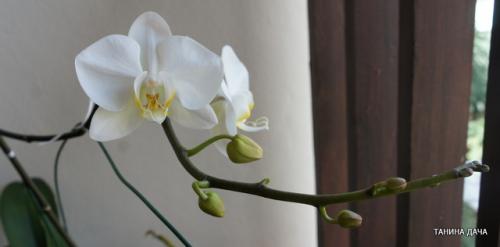 Орхидеи. Фаленопсис. Моя ошибка при пересадке после покупки